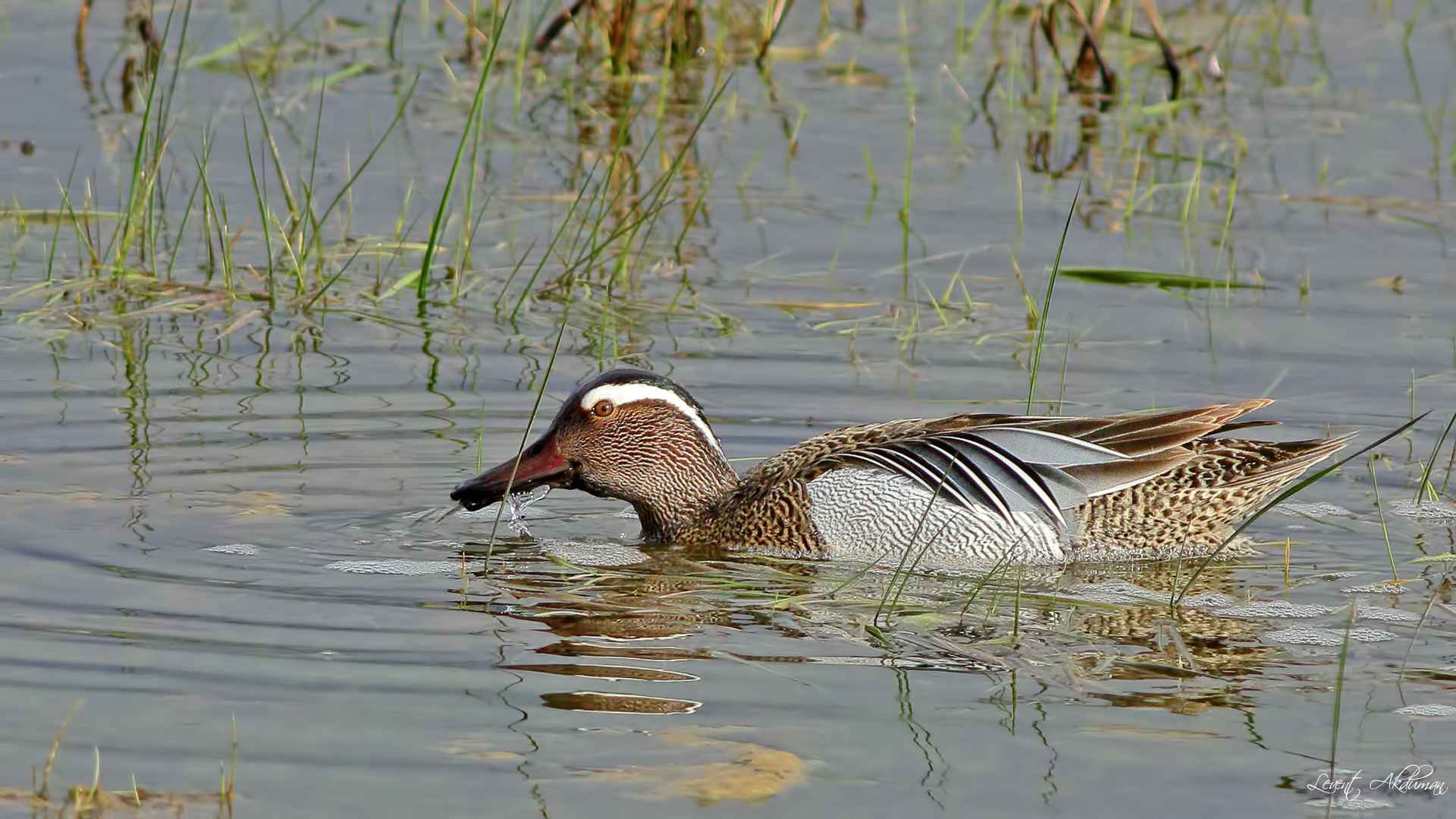 Garganey